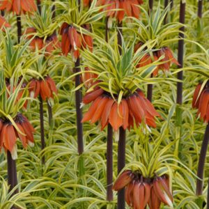 Fritillaria imperialis Aureomarginata - Császárkorona