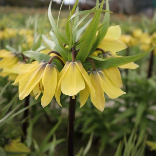 Fritillaria imperialis Early Sensation - Császárkorona