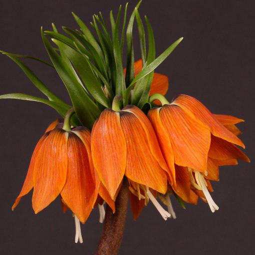 Fritillaria imperialis Garland Star - Császárkorona