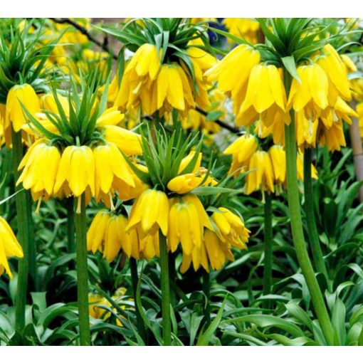 Fritillaria imperialis Lutea - Császárkorona