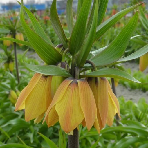 Fritillaria imperialis Paradise Beauty - Császárkorona