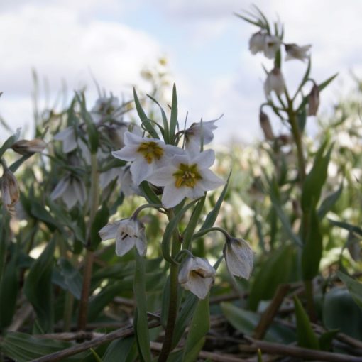 Fritillaria bucharica Giant - Császárkorona