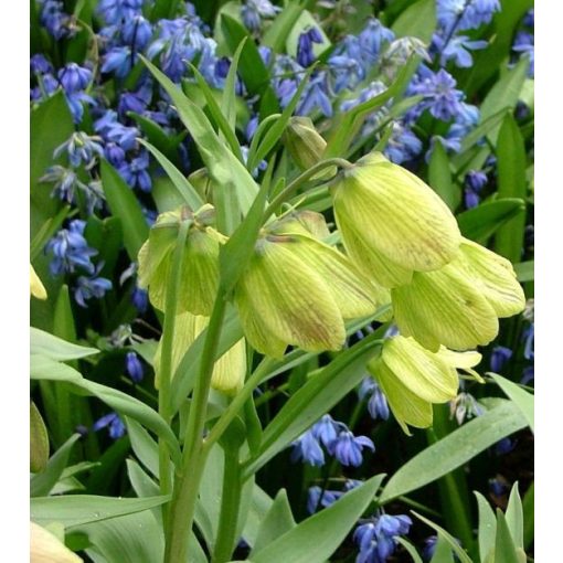 Fritillaria pallidiflora - Császárkorona