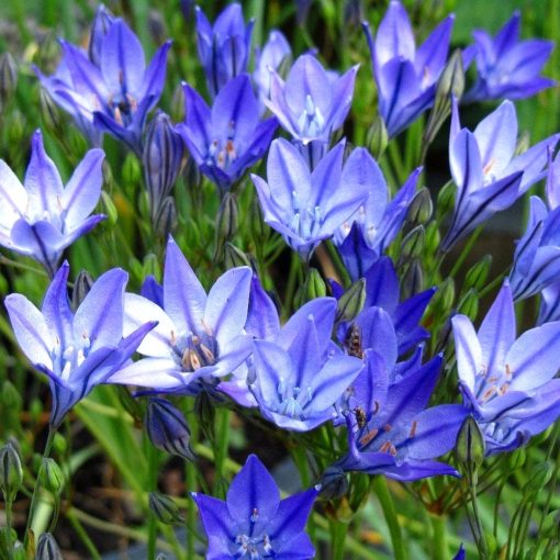 Triteleia Queen Fabiola (6/+) - Csillagliliom