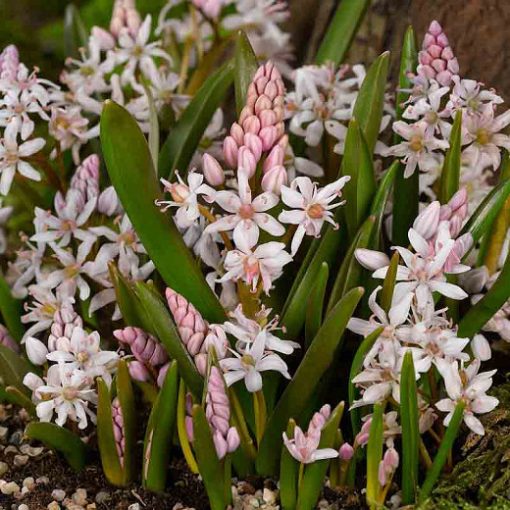 Scilla bifolia Rosea - Csillagvirág