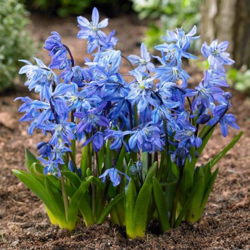 Scilla siberica - Csillagvirág