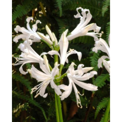 Nerine bowdenii Bianca Perla (12/+) - Csillogó pirosliliom