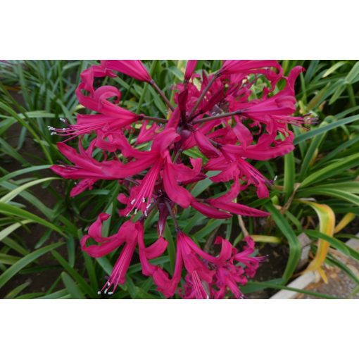 Nerine companion Mr. John