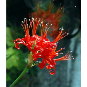 Nerine sarniensis