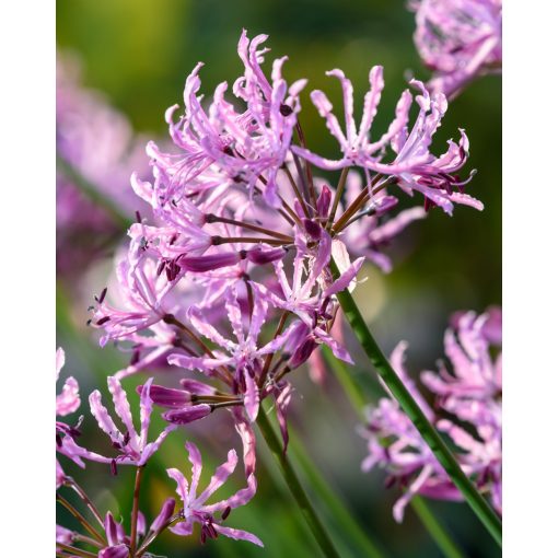 Nerine undulata Mega Crispa