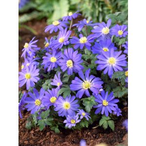 Anemone blanda Blue Shades - Csinos szellőrózsa (5/+)