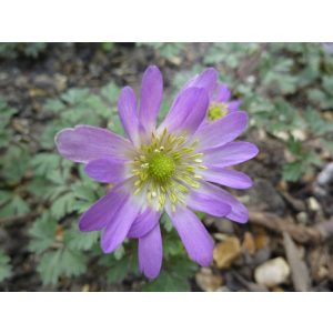 Anemone blanda Violet Star - Csinos szellőrózsa (5/+)