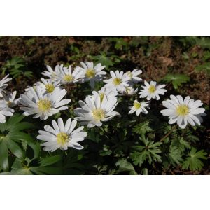 Anemone blanda White Splendour - Csinos szellőrózsa (5/+)