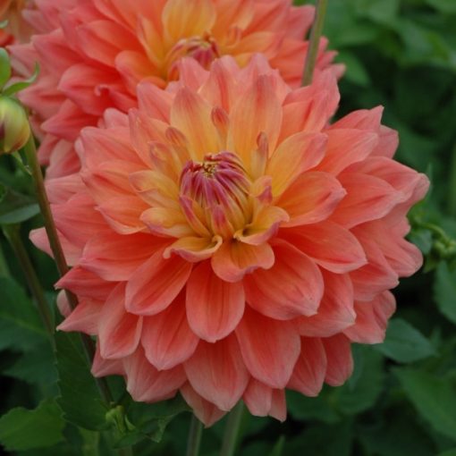 Dahlia Ace Summer Sunset (I.) - Dália