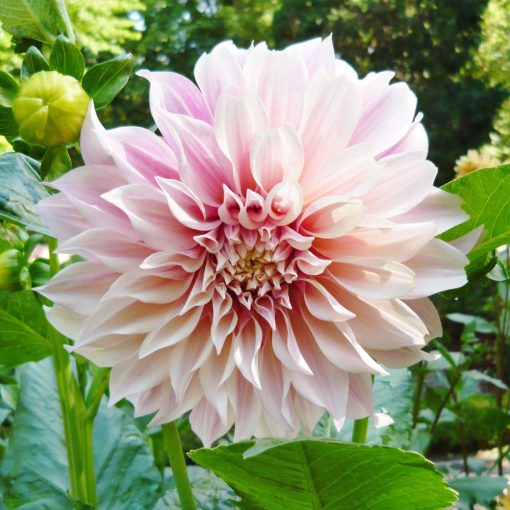 Dahlia Café au Lait (I.) - Dália