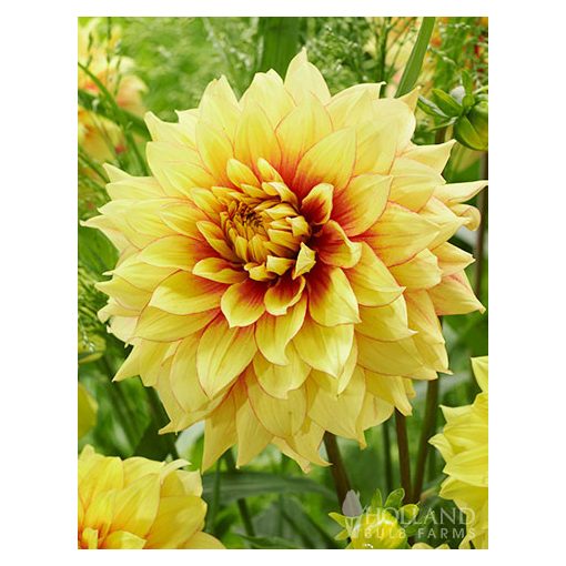 Dahlia Dazzling Sun (I.) - Dália