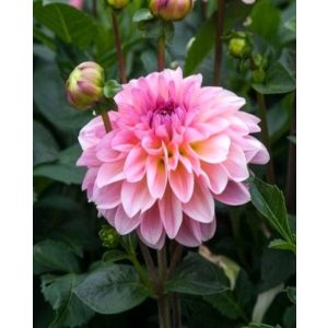 Dahlia Esli (I.) - Dália