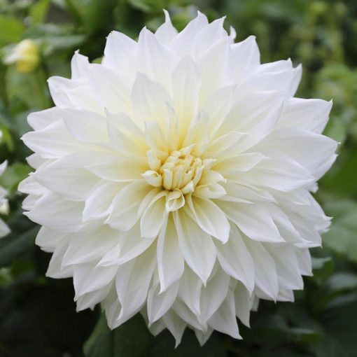 Dahlia Fleurel (I.) - Dália