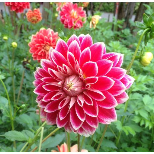 Dahlia Garden Festival (I.) - Dália