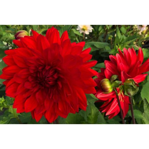 Dahlia Garden Wonder (I.) - Dália