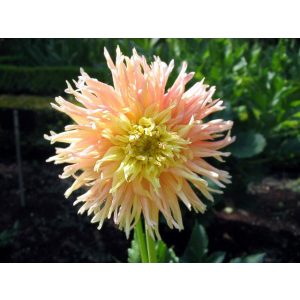 Dahlia Gina Lombert (I.) - Dália