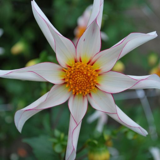 Dahlia Honka Fragile (I.) - Dália