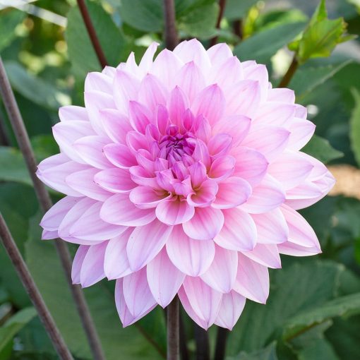 Dahlia Karma Prospero (I.) - Dália