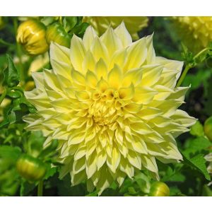 Dahlia Kelvin Floodlight (I.) - Dália