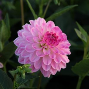 Dahlia Lennys Dream (I.) - Dália