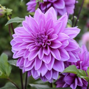 Dahlia Lilac Time (I.) - Dália