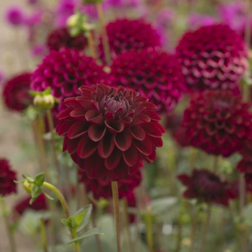 Dahlia Maroon Fox (I.) - Dália