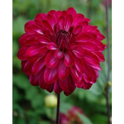 Dahlia Merlot Magic (I.) - Dália