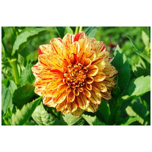 Dahlia Painted Madam (I.) - Dália