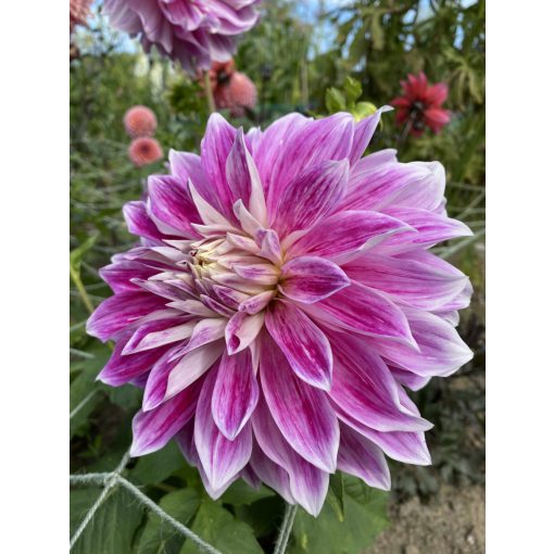 Dahlia Purple Explosion (I.) - Dália