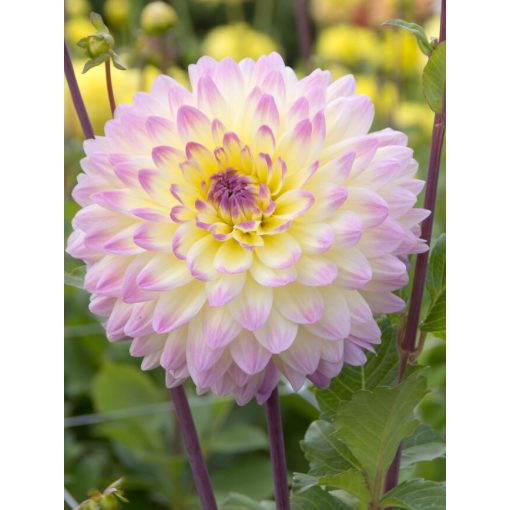 Dahlia Sagitta (I.) - Dália