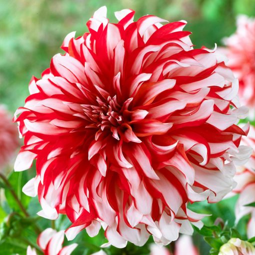 Dahlia Santa Claus (I.) - Dália