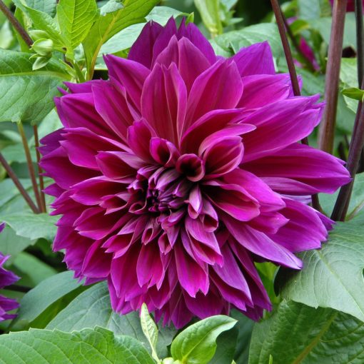 Dahlia Thomas A. Edison (I.) - Dália