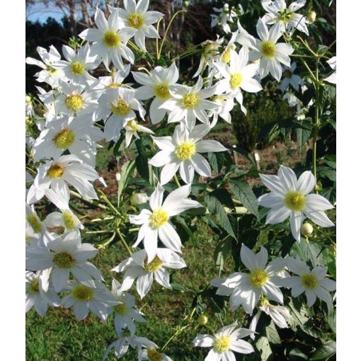 Dahlia imperialis White (I.) - Dáliafa