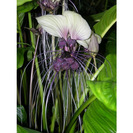 Tacca integrifolia (I.) - Denevérvirág