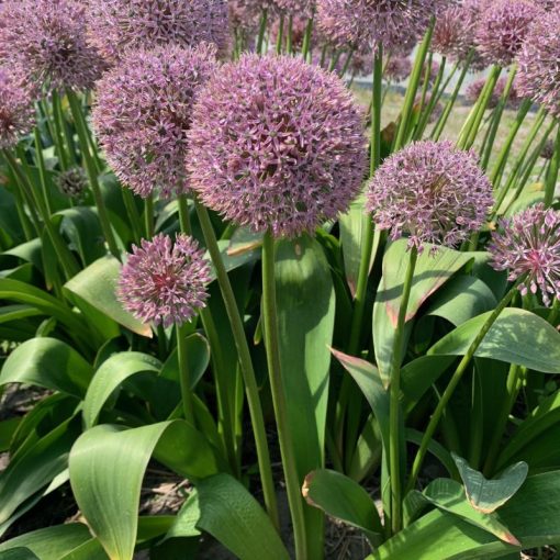 Allium Lucky Balloons - Díszhagyma