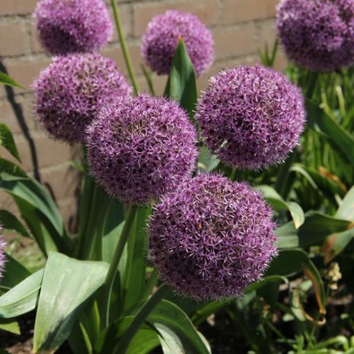 Allium Party Balloons - Díszhagyma