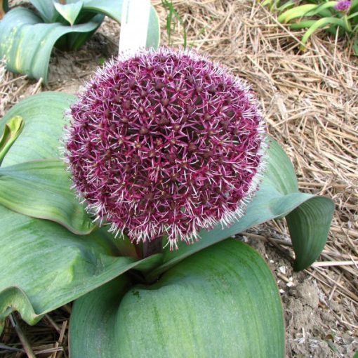 Allium karataviense Red Giant - Díszhagyma