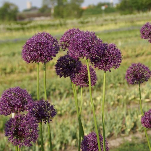 Allium altissimum Goliath - Díszhagyma