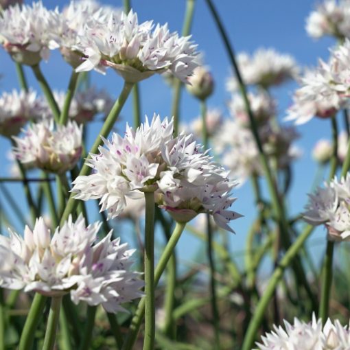 Allium amplectens Graceful Beauty - Díszhagyma