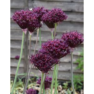 Allium atropurpureum - Díszhagyma