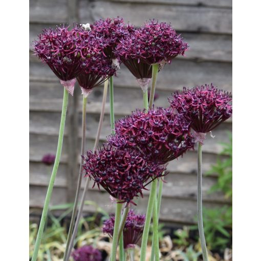 Allium atropurpureum - Díszhagyma