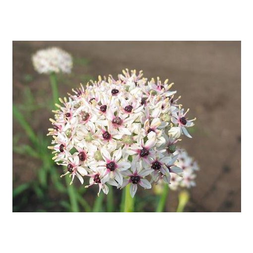 Díszhagyma - Allium basalticum Silver Spring