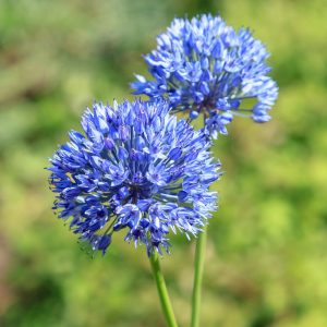 Allium caeruleum - Díszhagyma