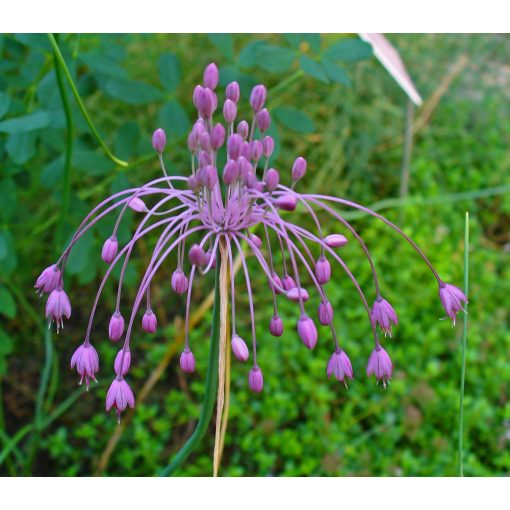 Allium carinatum ssp. Pulchellum - Díszhagyma