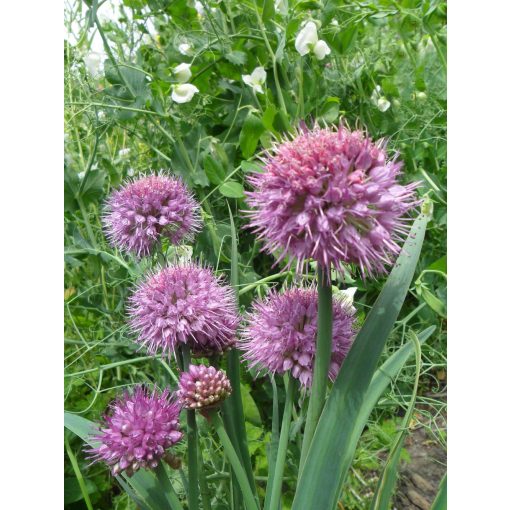 Allium carolinianum - Díszhagyma